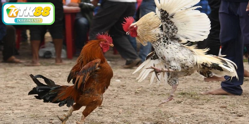 Tính tiền chấp gà chọi dựa trên tỷ lệ cược