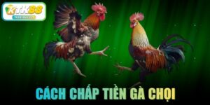 Cách Chấp Tiền Gà Chọi