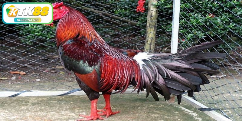 Lý do người chơi cần phải thực hiện cách đúc gà đá