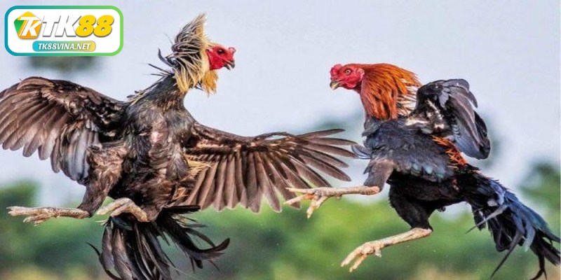 Top 3 hình thức đá gà được yêu thích nhất tại TK88