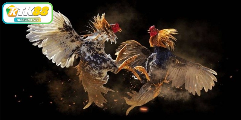 Tìm hiểu một số thuật ngữ trong đá gà phổ biến